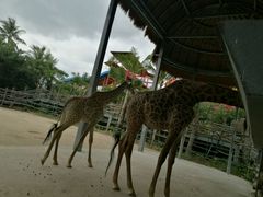 -亚马逊丛林水乐园