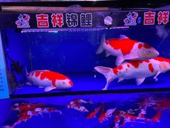-山东柏宁水族批发广场