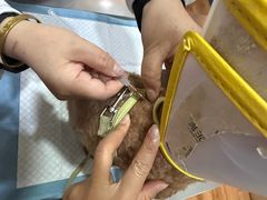-瑞派名望志远动物医院·猫科·內科·异宠专科(直港大道店)