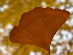 -千年银杏谷文化旅游区