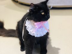 -藏猫猫咖啡主题馆(中央大道店)