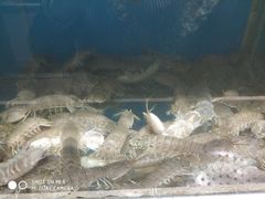 虾爬子-泰白海鲜烧烤大全