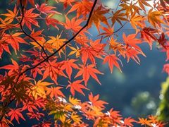 -广州市帽峰山景区