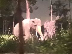 -夜间野生动物园