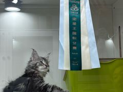 -青奢宠物·青奢猫舍