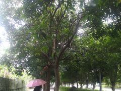 -华南师范大学(广州大学城校区)