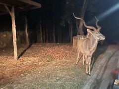 -清迈夜间动物园