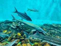 -太平洋海底世界