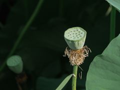 -荷塘月色湿地公园·向阳花洲