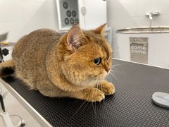 -comecome来吧宠物(奥克斯中心店)