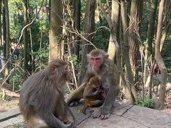 -黔灵山公园