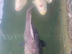 -蓝湾碧波·老字号·疍家非遗海上餐厅