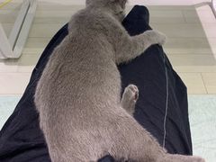 -喵的天空名猫咖啡馆·撸猫·猫舍·用品