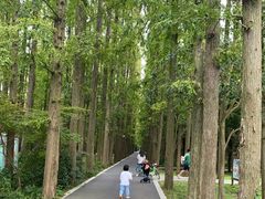 -东平国家森林公园