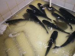 -魏铭鱼头捞饭(晋阳路店)