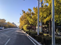 -三里屯东五街银杏大道