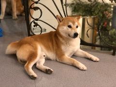 -喜柴咖啡·柴犬狗咖