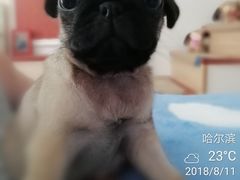 -瑞派宠物医院·24小时骨科·心脏·核磁(哈尔滨南岗店)