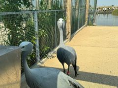 -盐城丹顶鹤湿地生态旅游区
