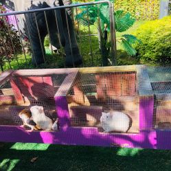 -萌宠亲子动物乐园(槐房万达店)