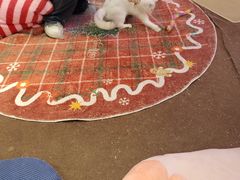 -大型宠物商超·宠海王国·宠物猫狗活体·用品·美容(新世界百货重庆店)