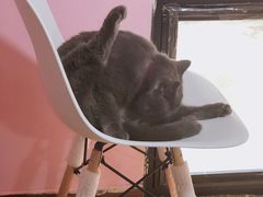 -李小姐の猫咖啡馆(五角场店)