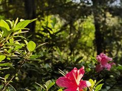 -铁山坪森林公园