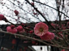 -司徒庙