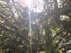 -西山樟坞健康果园枇杷杨梅采摘