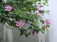 -南京市民俗博物馆(甘熙故居)