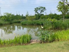 -上海长兴岛郊野公园