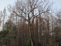 -杭州植物园