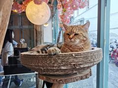 -喵屿·大理花园猫咖