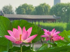 -西海子公园