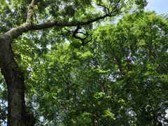 -西湖外事游船(花港观鱼码头)