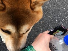 -上海市位育初级中学