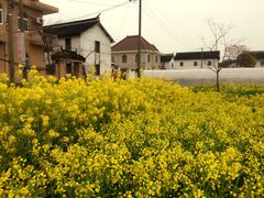 -青浦采草莓天天草莓园