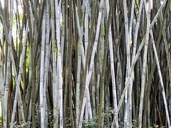 -南宁良凤江国家森林公园