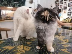 -平行世界·猫咖(首经贸店)