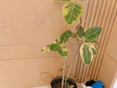 -古力古利托育早教中心(澳门路校区)