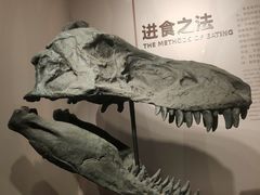 -自贡恐龙博物馆