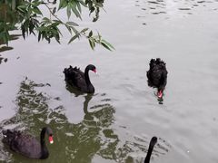 -深圳野生动物园