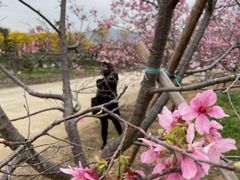 -天适樱花悠乐园