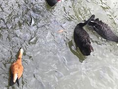 -曼听御花园