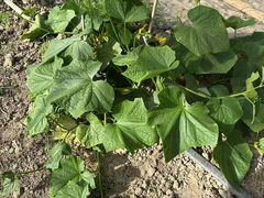 -马陆小张葡萄园农家乐