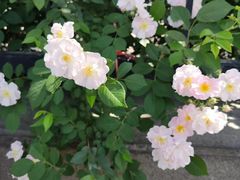 -武清南湖绿博园