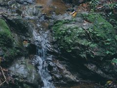 -西双版纳原始森林公园