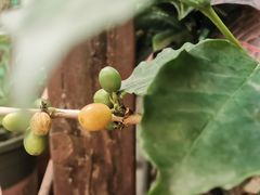 -豆舞咖啡(民乐路店)