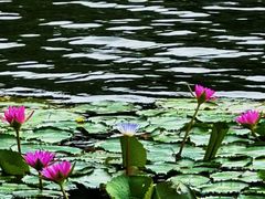 -荔湾湖公园