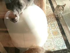 -more than meow吴止猫主题餐厅(承德 中船汇店)